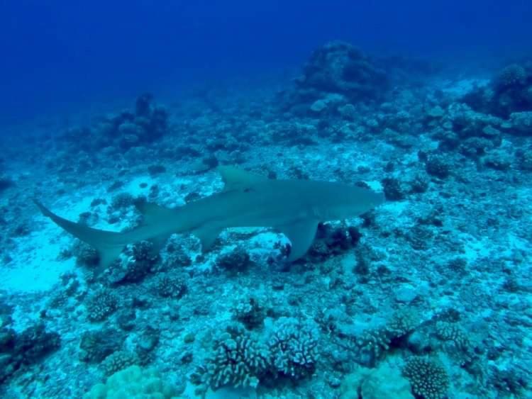 Manava Tahara'A Home Stay Mahina المظهر الخارجي الصورة